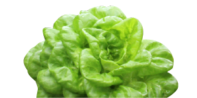 lettuce