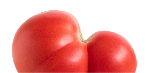 mis shaped but healthy tomato